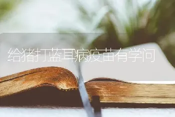 给猪打蓝耳病疫苗有学问