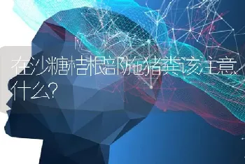 在沙糖桔根部施猪粪该注意什么?