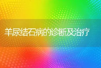 羊尿结石病的诊断及治疗