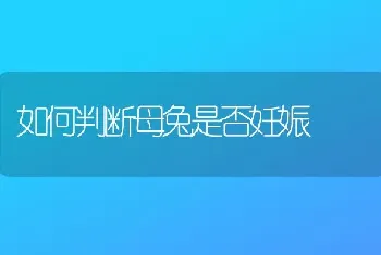 如何判断母兔是否妊娠