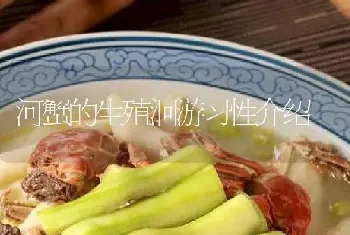 河蟹的生殖洄游习性介绍