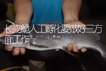 长吻鮠人工孵化要做好三方面工作