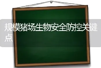 规模猪场生物安全防控关键点