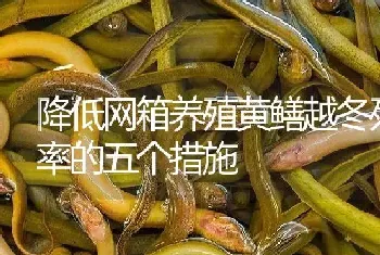 降低网箱养殖黄鳝越冬死亡率的五个措施