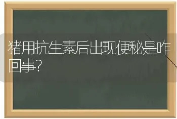 猪用抗生素后出现便秘是咋回事?