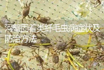 河蟹固着类纤毛虫病症状及防治方法