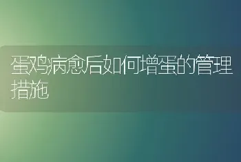 蛋鸡病愈后如何增蛋的管理措施