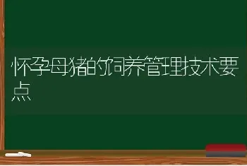 怀孕母猪的饲养管理技术要点