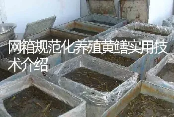 网箱规范化养殖黄鳝实用技术介绍