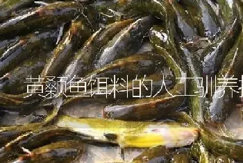 黄颡鱼饵料的人工驯养技术