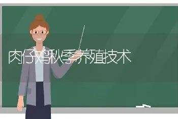 肉仔鸡秋季养殖技术