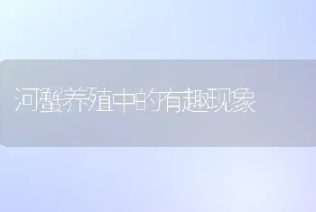 河蟹养殖中的有趣现象