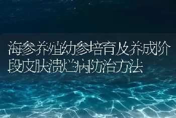 海参养殖幼参培育及养成阶段皮肤溃烂病防治方法