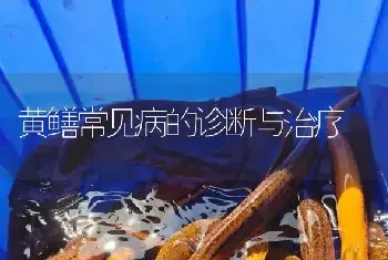 黄鳝常见病的诊断与治疗