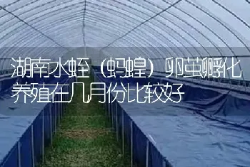 湖南水蛭(蚂蝗)卵茧孵化养殖在几月份比较好