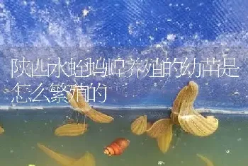 陕西水蛭蚂蝗养殖的幼苗是怎么繁殖的