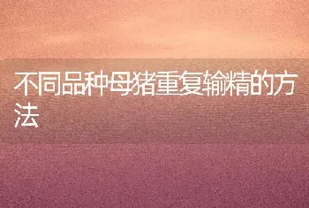 不同品种母猪重复输精的方法