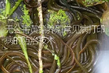 无公害黄鳝养殖常见病打印病的防治技术