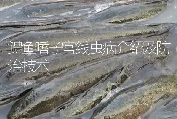 鳢鱼嗜子宫线虫病介绍及防治技术