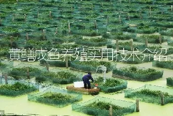 黄鳝成鱼养殖实用技术介绍