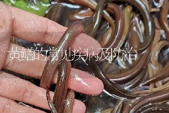 黄鳝的常见疾病及防治