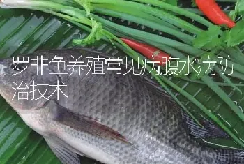 罗非鱼养殖常见病腹水病防治技术