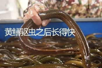 黄鳝驱虫之后长得快