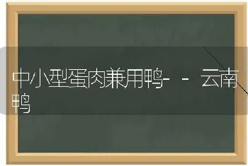 中小型蛋肉兼用鸭--云南鸭