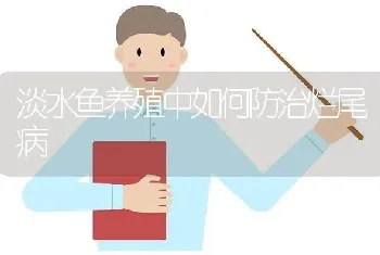 淡水鱼养殖中如何防治烂尾病