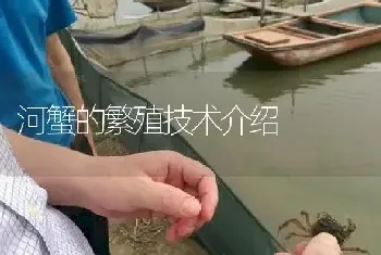 河蟹的繁殖技术介绍