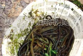 黄鳝养殖－如何识别黄鳝的雌雄?