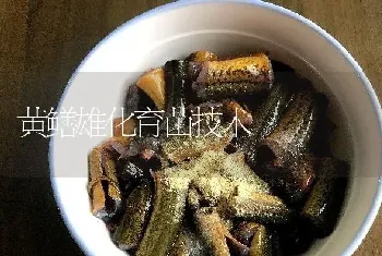 黄鳝雄化育苗技术