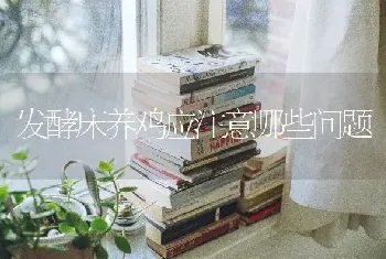 发酵床养鸡应注意哪些问题