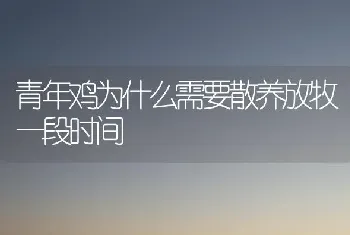 青年鸡为什么需要散养放牧一段时间