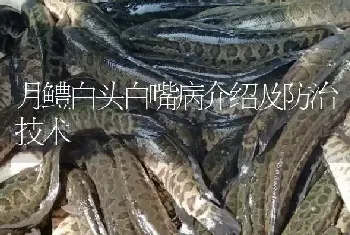 月鳢白头白嘴病介绍及防治技术