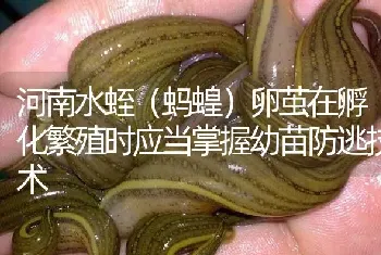 河南水蛭(蚂蝗)卵茧在孵化繁殖时应当掌握幼苗防逃技术