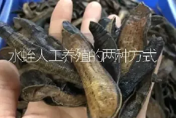 水蛭人工养殖的两种方式