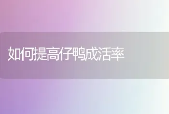 如何提高仔鸭成活率