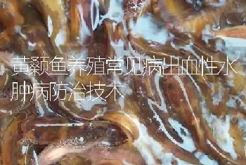 黄颡鱼养殖常见病出血性水肿病防治技术