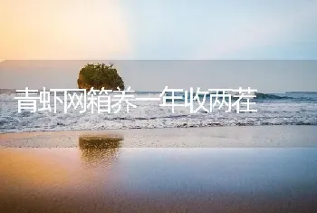 青虾网箱养一年收两茬