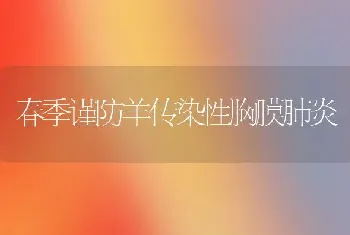 春季谨防羊传染性胸膜肺炎