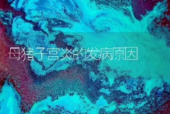 母猪子宫炎的发病原因