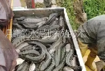 月鳢的水泥池养殖技术