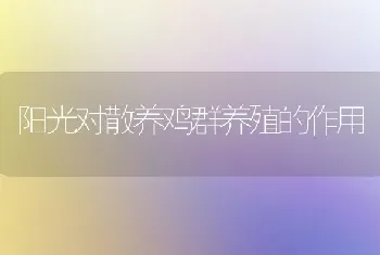 阳光对散养鸡群养殖的作用