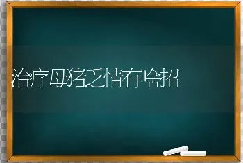 治疗母猪乏情有啥招