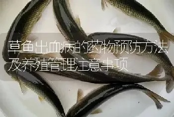 草鱼出血病的药物预防方法及养殖管理注意事项