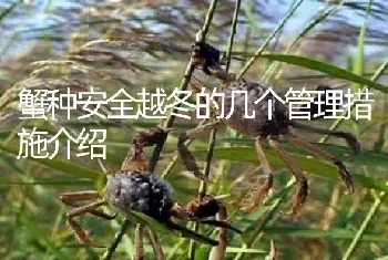 蟹种安全越冬的几个管理措施介绍