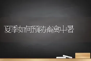 夏季如何预防畜禽中暑