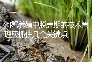 河蟹养殖中脱壳期的技术管理应抓住几个关键点