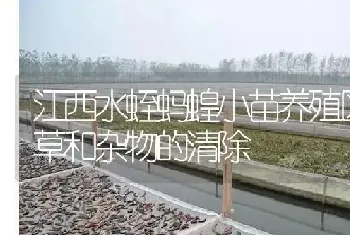 江西水蛭蚂蝗小苗养殖区杂草和杂物的清除